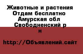 Животные и растения Отдам бесплатно. Амурская обл.,Свободненский р-н